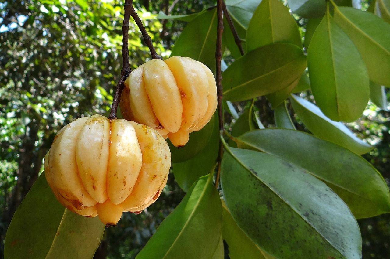 Garcinia Cabogia